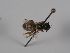  ( - NHMW-HYM 0002623)  @11 [ ] CC NCBYSA (2020) Sabine Schoder Naturhistorisches Museum Wien