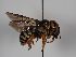  ( - NHMW-HYM 0002666)  @11 [ ] CC NCBYSA (2020) Sabine Schoder Naturhistorisches Museum Wien
