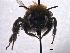  ( - ABOL-BioBlitz 2019 PB_0032)  @11 [ ] CC NC-BY-SA (2019) Dominique Zimmermann Naturhistorisches Museum Wien