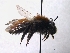  ( - ABOL-BioBlitz 2019 PB_0032)  @11 [ ] CC NC-BY-SA (2019) Dominique Zimmermann Naturhistorisches Museum Wien