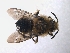  ( - ABOL-BioBlitz 2019 PB_0033)  @11 [ ] CC NC-BY-SA (2019) Dominique Zimmermann Naturhistorisches Museum Wien