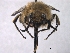  ( - ABOL-BioBlitz 2019 PB_0033)  @11 [ ] CC NC-BY-SA (2019) Dominique Zimmermann Naturhistorisches Museum Wien