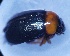  ( - ABOL-Bioblitz 2019-19-0892)  @11 [ ] CreativeCommons - Attribution Share-Alike (2021) Unspecified University of Vienna