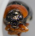  ( - ABOL-Bioblitz 2019-19-0892)  @11 [ ] CreativeCommons - Attribution Share-Alike (2021) Unspecified University of Vienna