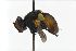  ( - ABOL-BioBlitz 2019 Szucsich-0013)  @13 [ ] CC NCBYSA (2020) Szucsich Nikolaus Naturhistorisches Museum Wien