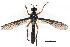  ( - ABOL-BioBlitz 2019 Szucsich-0020)  @11 [ ] CC NCBYSA (2020) Szucsich Nikolaus Naturhistorisches Museum Wien