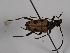  ( - ABOL-BioBlitz 2019 Szucsich-0029)  @11 [ ] CC NCBYSA (2020) Sabine Schoder Naturhistorisches Museum Wien