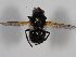  ( - ABOL-BioBlitz 2019 Szucsich-0094)  @11 [ ] CC NCBYSA (2020) Sabine Schoder Naturhistorisches Museum Wien