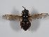  ( - ABOL-BioBlitz 2019 Szucsich-0165)  @11 [ ] CC NCBYSA (2020) Sabine Schoder Naturhistorisches Museum Wien