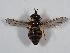 ( - ABOL-BioBlitz 2019 Szucsich-0166)  @11 [ ] CC NCBYSA (2020) Sabine Schoder Naturhistorisches Museum Wien