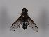  ( - ABOL-BioBlitz 2019 Szucsich-0284)  @11 [ ] CC NCBYSA (2020) Sabine Schoder Naturhistorisches Museum Wien