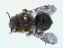  ( - ABOL-BioBlitz 2019 TI_0008_S)  @11 [ ] CC NC-BY-SA (2019) Dominique Zimmermann Naturhistorisches Museum Wien