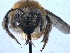 ( - ABOL-BioBlitz 2019 TI_0008_S)  @11 [ ] CC NC-BY-SA (2019) Dominique Zimmermann Naturhistorisches Museum Wien