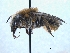 ( - ABOL-BioBlitz 2019 TI_0008_S)  @11 [ ] CC NC-BY-SA (2019) Dominique Zimmermann Naturhistorisches Museum Wien