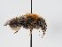  ( - ABOL-BioBlitz 2019 TI_0008_S)  @11 [ ] CC NCBYSA (2020) Schoder Sabine Naturhistorisches Museum Wien