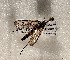  ( - ABOL-BioBlitz-2023-IC-Szucsich-0005)  @11 [ ] CC-BY (2024) Unspecified Unspecified