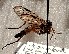  ( - ABOL-BioBlitz-2023-IC-Szucsich-0005)  @11 [ ] CC-BY (2024) Unspecified Unspecified