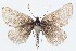  (Psodos alpinata - ABOL-25-0823)  @11 [ ] Unspecified (default): All Rights Reserved (2025) Stefan Kirchweger Unspecified