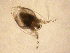  ( - ABOL-BioBlitz 2021 21-0243)  @11 [ ] CC-BY (2021) Gaviria-Melo S. private