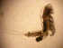  ( - ABOL-BioBlitz 2021 21-0245)  @11 [ ] CC-BY (2021) Gaviria-Melo S. private