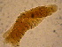  ( - ABOL-BioBlitz 2021 21-0247)  @11 [ ] CC-BY (2021) Gaviria-Melo S. private