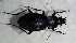  (Carabus violaceus germarii - ABOL-BioBlitz21-0541)  @11 [ ] CC BY-SA (2021) Rabl, Dominik Unspecified