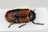 ( - ABOL-BioBlitz22-0497)  @11 [ ] CC-BY-SA (2023) Glatzhofer private