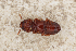  ( - ABOL-BioBlitz22-0588)  @11 [ ] CC-BY-SA (2023) Unspecified private