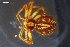  (Philodromus aureus_complex - 23-0589)  @11 [ ] CC-BY (2024) Naturhistorisches Museum Wien Unspecified