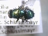  ( - ABOL-25-0410)  @11 [ ] Unspecified (default): All Rights Reserved (2025) Gerhard Schlüsslmayr Unspecified