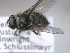  ( - ABOL-25-0430)  @11 [ ] Unspecified (default): All Rights Reserved (2025) Gerhard Schlüsslmayr Unspecified