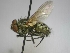  (Pollenia tenuiforceps - ABOL-25-0687)  @11 [ ] Unspecified (default): All Rights Reserved (2025) Gerhard Schlüsslmayr Unspecified