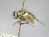  (Conogaster - ABOL-25-0754)  @11 [ ] CC-BY (2025) Gerhard Schlüsslmayr Unspecified