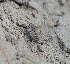  ( - ABOL-BioBlitz21-9007)  @11 [ ] CC BY-SA (2021) Timaeus, Lorin Unspecified