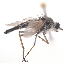  ( - ABOL-BioBlitz21-9007)  @11 [ ] CC BY-SA (2021) Timaeus, Lorin Unspecified