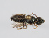  ( - A-S001 141)  @11 [ ] CC-BY-SA (2020) Schoder, Sabine Naturhistorisches Museum Wien