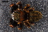  ( - ABOL-24-0312)  @11 [ ] CC-BY (2024) Naturhistorisches Museum Wien Unspecified