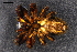  ( - ABOL-24-0312)  @11 [ ] CC-BY (2024) Naturhistorisches Museum Wien Unspecified