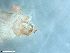  ( - ABOL-24-0342)  @11 [ ] Unspecified (default): All Rights Reserved (2024) Teufl Pia Unspecified