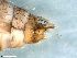  ( - ABOL-24-0376)  @11 [ ] Unspecified (default): All Rights Reserved (2024) Teufl Pia Unspecified