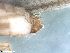  (Ylodes - ABOL-24-0389)  @11 [ ] Unspecified (default): All Rights Reserved (2024) Teufl Pia Unspecified