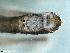  (Leuctra cf. pseudocingulata - ABOL-24-0403)  @11 [ ] Unspecified (default): All Rights Reserved (2024) Teufl Pia Unspecified