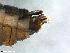  ( - ABOL-24-0433)  @11 [ ] Unspecified (default): All Rights Reserved (2024) Teufl Pia Unspecified