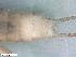  ( - ABOL-24-0436)  @11 [ ] Unspecified (default): All Rights Reserved (2024) Teufl Pia Unspecified