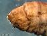  (Halesus tesselatus - ABOL-24-0439)  @11 [ ] Unspecified (default): All Rights Reserved (2024) Teufl Pia Unspecified