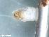 ( - ABOL-24-0444)  @11 [ ] Unspecified (default): All Rights Reserved (2024) Teufl Pia Unspecified