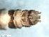  (Leuctra signifera c.f - ABOL-24-0445)  @11 [ ] Unspecified (default): All Rights Reserved (2024) Teufl Pia Unspecified