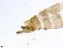  (Wormaldia subterranea - ABOL-24-0466)  @11 [ ] CC-BY (2024) Teufl Pia Unspecified