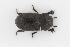  (Melanimon tibiale - ABOL-24-0802)  @11 [ ] Unspecified (default): All Rights Reserved (2024) Elisabeth Glatzhofer Unspecified