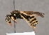  (Polistes dominulus - ABOL-24-1043)  @11 [ ] Unspecified (default): All Rights Reserved (2024) Oberösterreichisches Landesmuseum (OLML) Unspecified